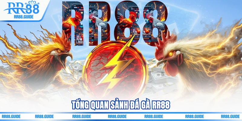 Tổng quan sảnh Đá gà RR88