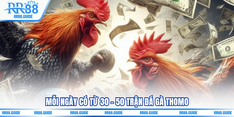 Mỗi ngày có từ 30 - 50 trận Đá gà Thomo